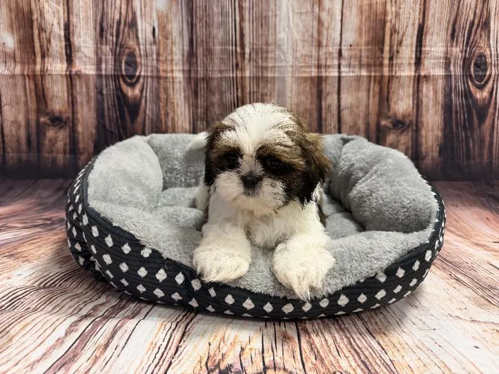 Male Shih Tzu puppy named Scooby for sale at Puppy City Winchester.