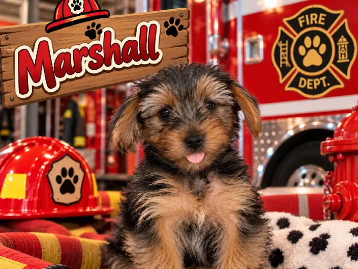 Male Yorkie puppy named Marshall for sale at Puppy City Harrisonburg.