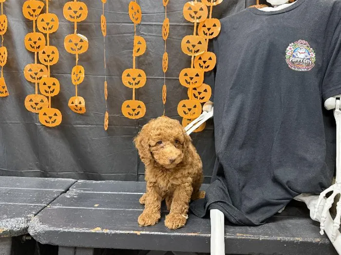 Male Mini Poodle puppy named William for sale at Puppy City Harrisonburg.