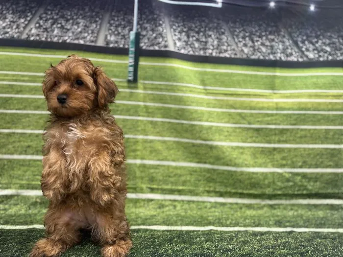 Female Yorkie-Poo puppy named Sally for sale at Puppy City Winchester.