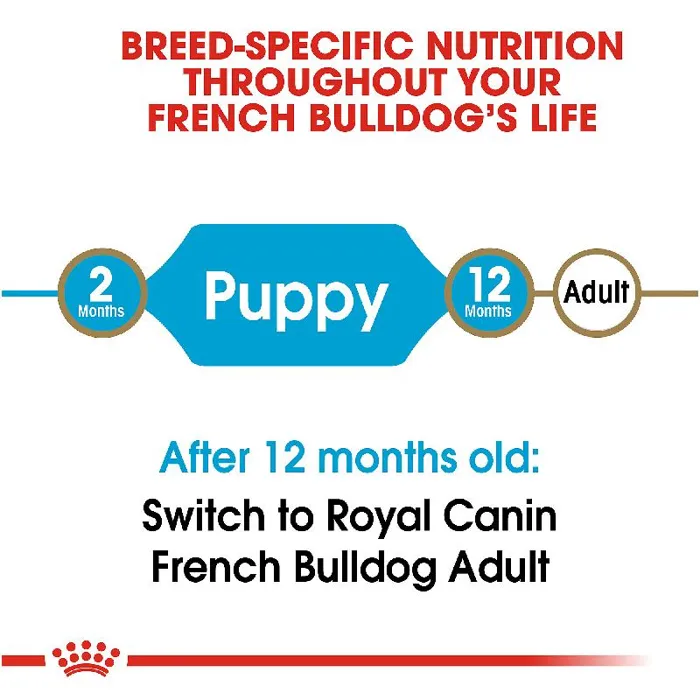 Fr Bulldog Puppy 3.02lbs