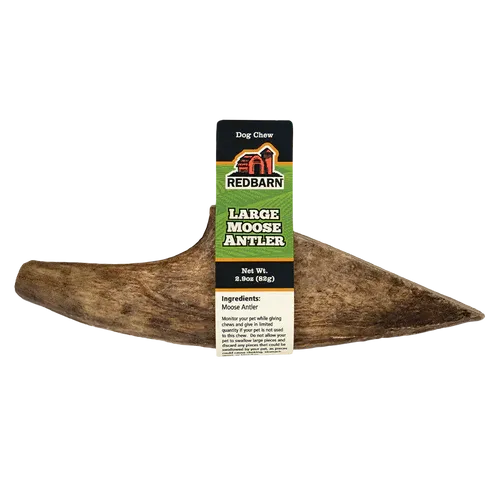 Palm Moose Antler - Lrg