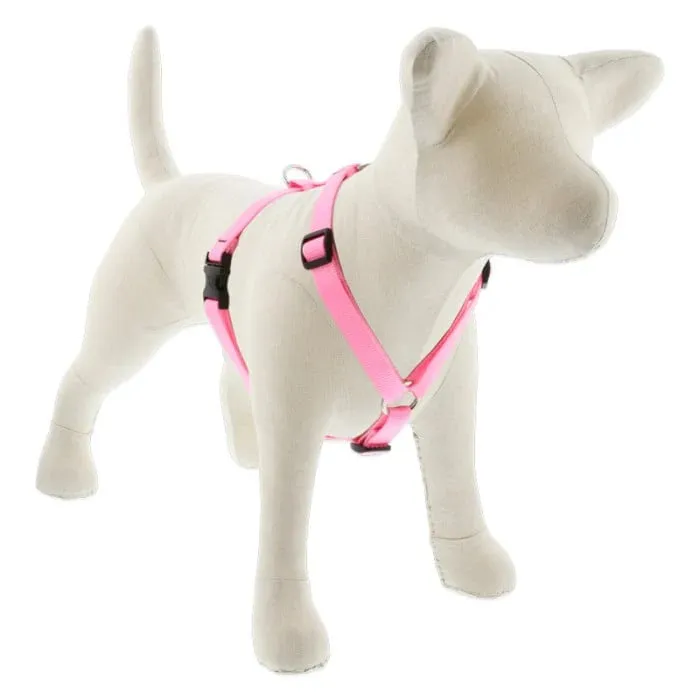 Lupine 3/4" Pink 14-24" Roman