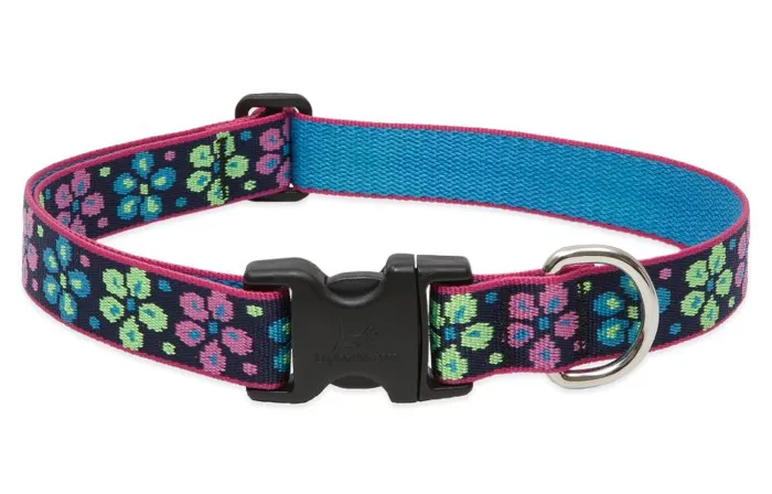 Lupine 1" Collar Flower Power 12"-20"