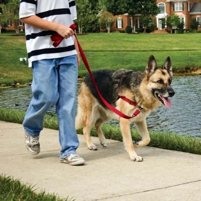Easy Walk Harness, No Pull Dog Harness Petite Blk