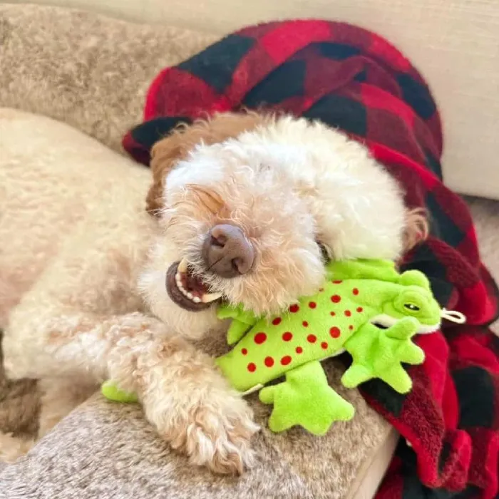 Tall Tails Dog Toy Stuffless Lizzard 8"