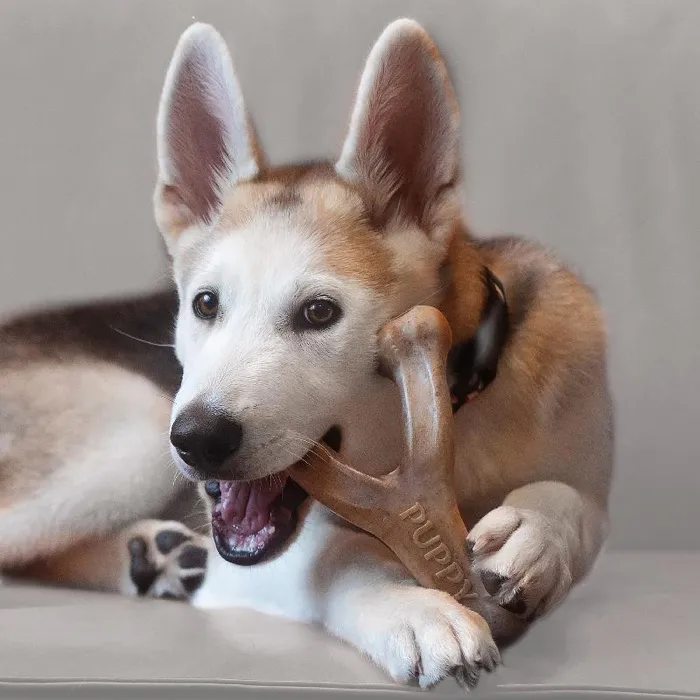 Benebone Dog Wishbone Bacon Puppy Medium