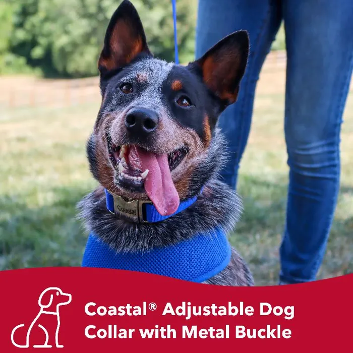 Adjustable Dog Collar With Metal Buckle - Blue 5/8