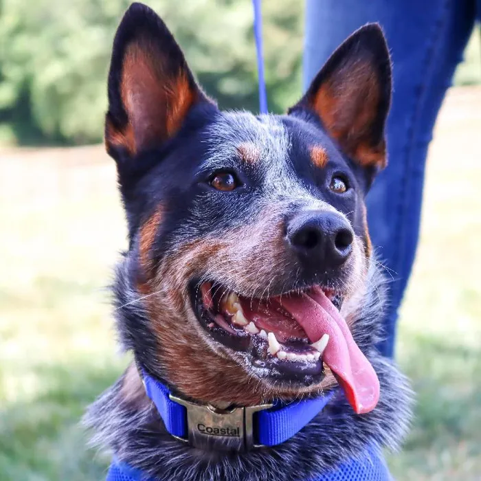 Adjustable Dog Collar With Metal Buckle - Blue 5/8