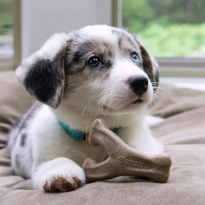 Benebone Wishbone Chew Puppy Bacon