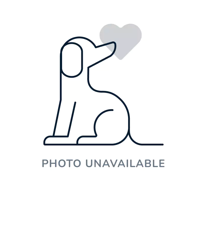Male Bichon Poo puppy named Mason for sale at Puppy City Harrisonburg.